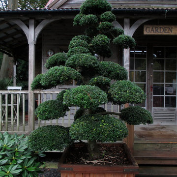 Topiary & Niwaki