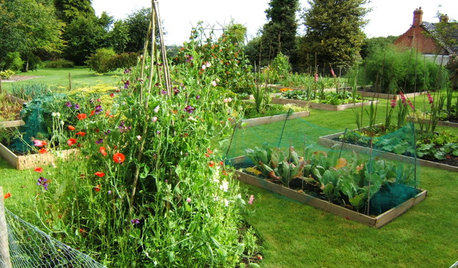 Pregunta al experto: Qué hacer para tener un huerto en el jardín