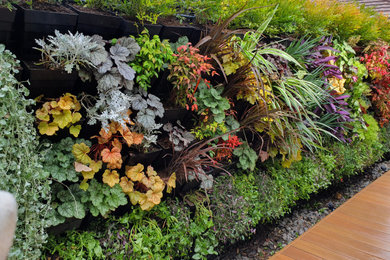 This is an example of a garden in Melbourne with a living wall.
