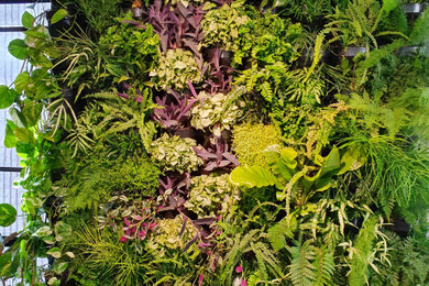 Inspiration for a garden in Melbourne with a living wall.