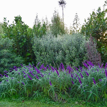 Vibrant salvias are a highlight of the privacy hedge