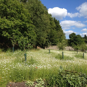 Wildflower Meadow & Orchard