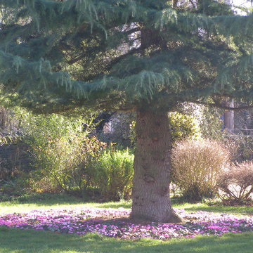 Winter flowers- Cyclamen & Hellebores