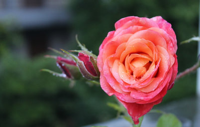 Guida alle Piante e ai Fiori di Maggio