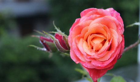 Guida alle Piante e ai Fiori di Maggio