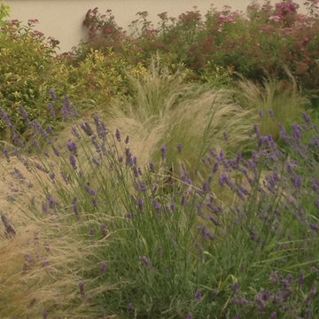 Perennials, shrubs and other ideas