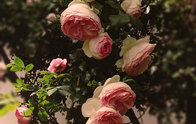 Guida alla Coltivazione della Rosa Rampicante 'Pierre de Ronsard'
