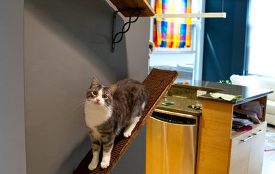 Upload of the Day: Catwalks Keep Pets Happy in a Candy-Colored Condo