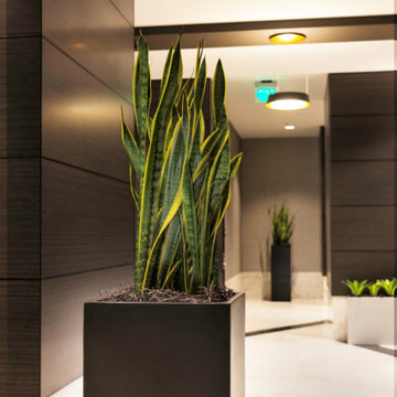 Tall containers with Sansevieria plant