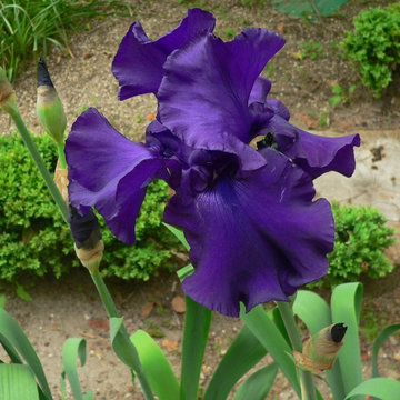 Iris de Cayeux