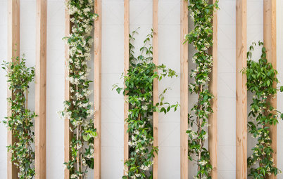 Les plantes investissent les murs intérieurs avec originalité