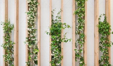 Les plantes investissent les murs intérieurs avec originalité