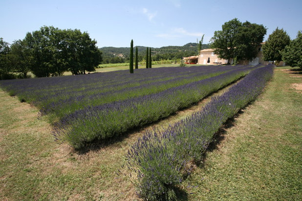 Mediterranean Garden by Thomas Gentilini