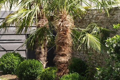 jardin extérieur palmiers