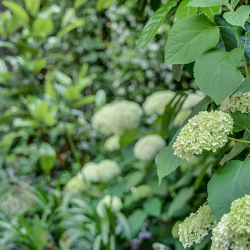 Hortensias du jardin