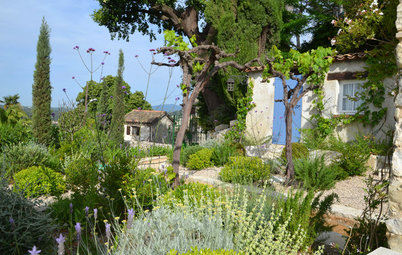 Plant These Garden Favorites for a Taste of the Mediterranean