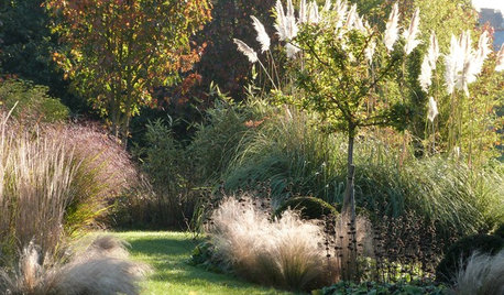 11 der schönsten winterharten Gräser für den Garten