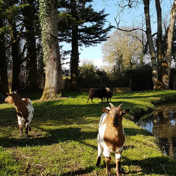 l'entretien du jardin est réalisé par les chèvres
