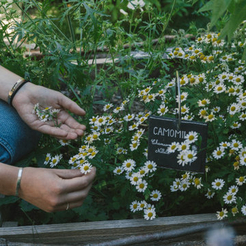 Le jardin de tisanes des Comptoirs Richard - Paris 15éme