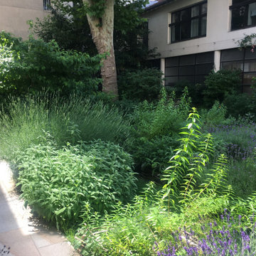 Le jardin de tisanes des Comptoirs Richard - Paris 15éme