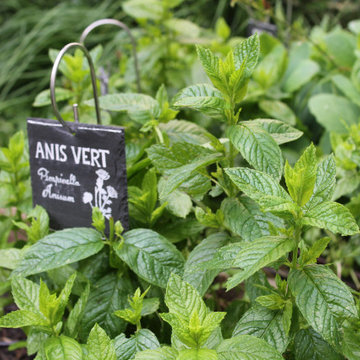 Le jardin de tisanes des Comptoirs Richard - Paris 15éme