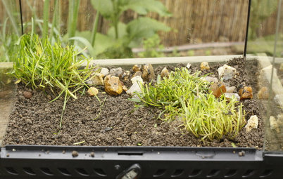 DIY : Aménager un terrarium à grillons