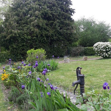 massifs d'Iris au printemps du jardin