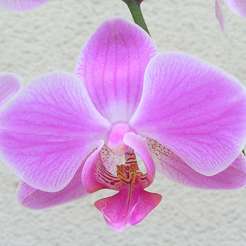 Orchidées Phalaenopsis Hybride