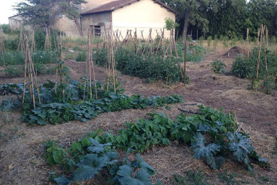 Cette photo montre un petit jardin potager latéral nature l'été avec une exposition ensoleillée et un paillis.