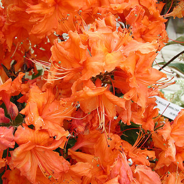 Rhododendron orange