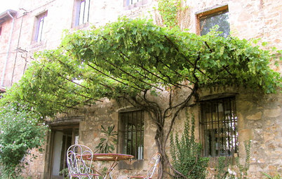 Piante Rampicanti per Giardini (o Balconi) Segreti