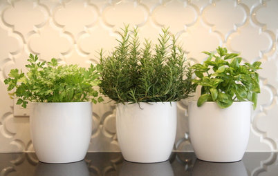 Cultivez plantes aromatiques et salades dans votre cuisine !