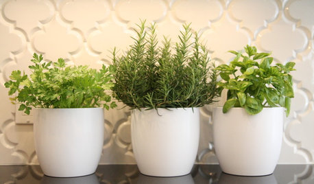 Savoury Six: Herbs to Jump-Start Your Edible Garden