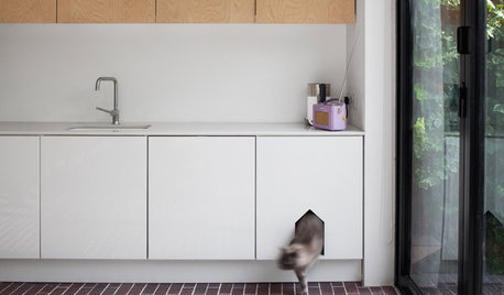 Fun Houzz: The Design Rules You Can Learn From Cats