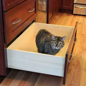 Davenport- Curious Cats Show Us Their New Kitchen