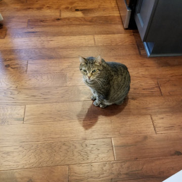 Even the Cat Loved the New Kitchen - Old turned New