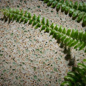 Forest Fern