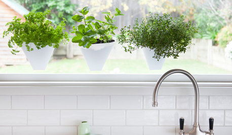 How to Grow Herbs Indoors
