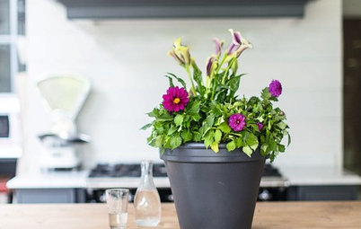 Счастливые комнатные растения — счастливые хозяева