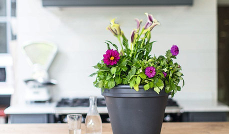 Счастливые комнатные растения — счастливые хозяева