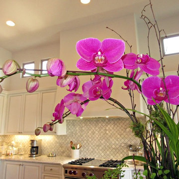 Transitional - Fuschia Orchid in White and Gray Kitchen with Carrera Marble