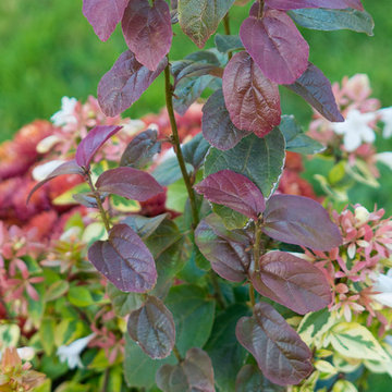 2014 flowers and foliage