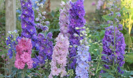 6 New Plant Varieties That Beat Out Their Parents