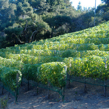 2015 Woodside, Saratoga and Los Altos private vineyard projects