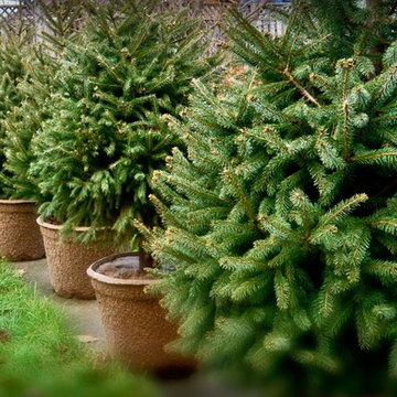 2016 Christmas Trees, live, ready for delivery
