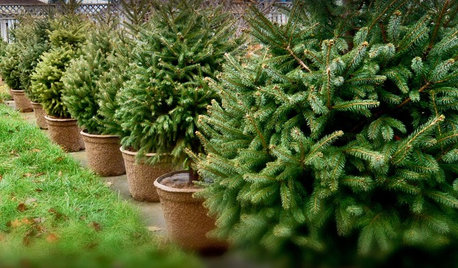 Glædelig bagjul: Skal dit juletræ genbruges eller skrottes?