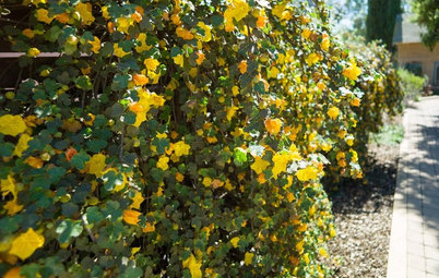 Tidy Up Sprawling Native Shrubs With These Pruning Tips