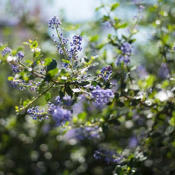 2018 Native Plant Garden Tour