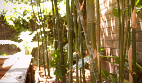 「竹」を使って、風情ある庭に。竹垣の作り方、手入れ法、寿命は？