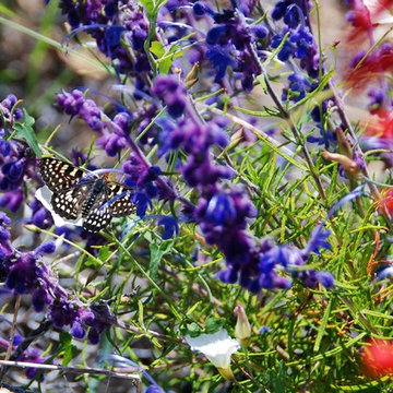 3 Easy Steps to Create a Butterfly Garden